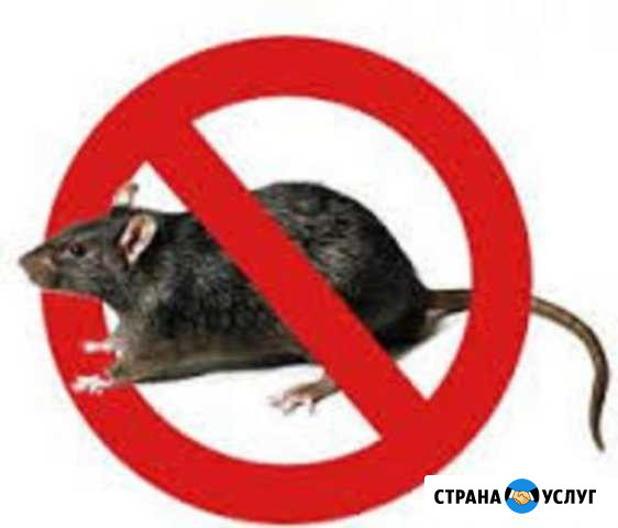 Уничтожение крыс, мышей(дератизация) Симферополь - изображение 1