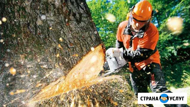 Спил деревьев Выкса - изображение 1