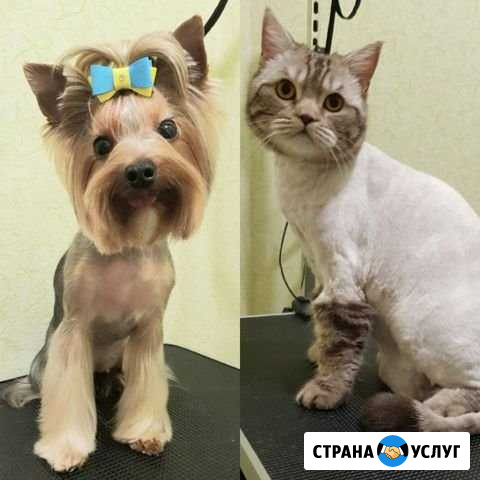 Стрижка собак и кошек Новокузнецк - изображение 1
