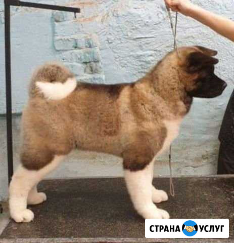Стрижка собак Абакан - изображение 1