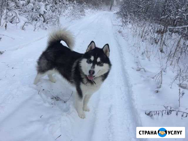 Аляскинский Маламут. Вязка с любой породой Асбест - изображение 1