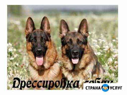 Дрессировка собак Стерлитамак