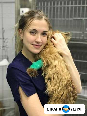 Кастрация кота Раменское - изображение 1