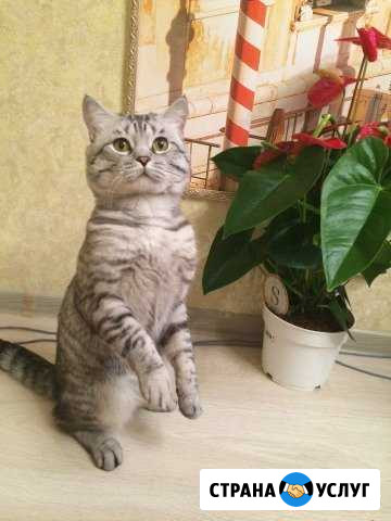 Котик для вязки Кемерово - изображение 1
