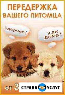Передержка домашних питомцев новинки Калининград