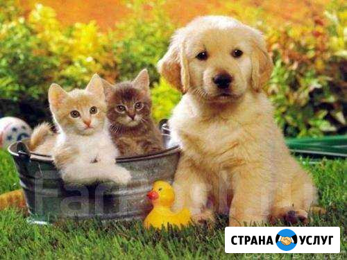 Передержка животных Хабаровск - изображение 1