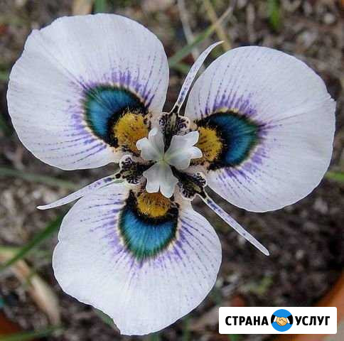 Репетитор по биологии Хабаровск - изображение 1