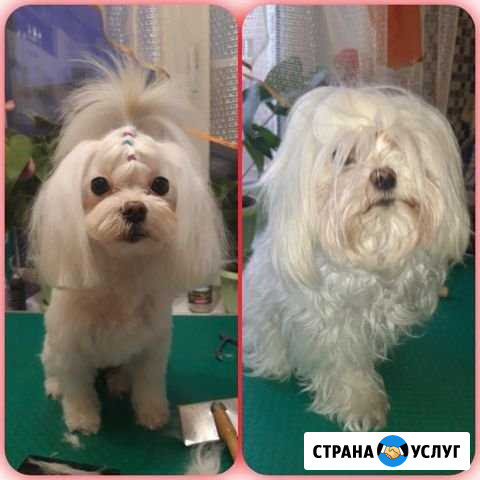 Стрижка и триминг собак, кошек, кроли Красноярск - изображение 1