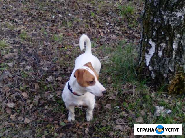 Джек Саранск - изображение 1