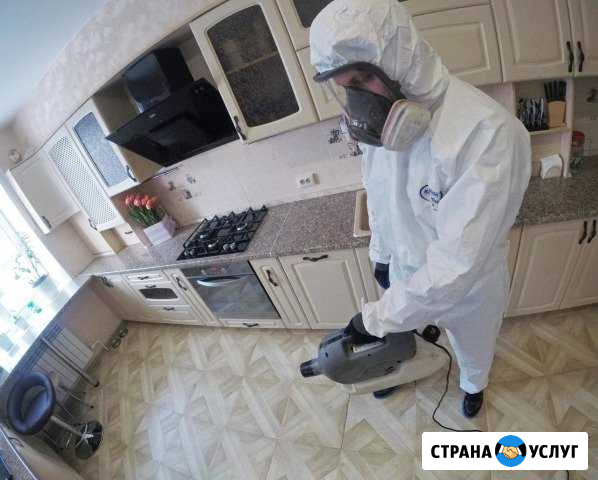 Уничтожение клопов, тараканов, муравьев Новосибирск - изображение 1