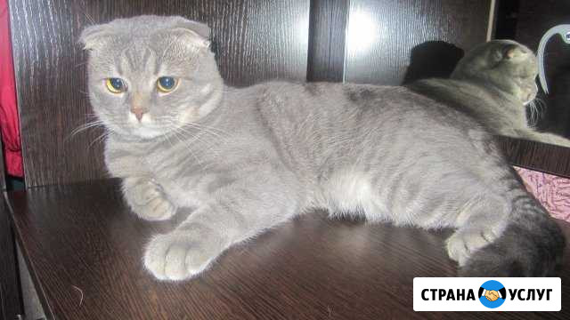 Вязка Мичуринск - изображение 1