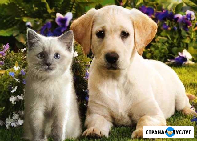 Гостиница,передержка животных Брянск - изображение 1
