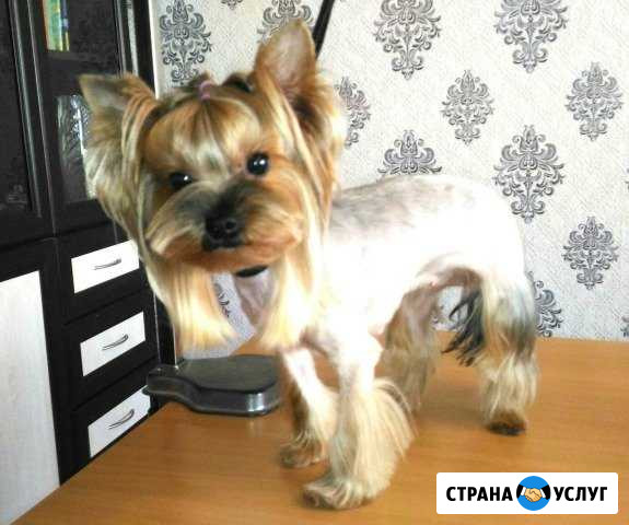 Стрижка животных на дому Геленджик - изображение 1