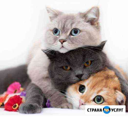 Передержка кошек в домашних условиях Самара