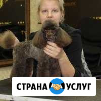 Стрижка собак и кошек в Ханты-Мансийске Ханты-Мансийск - изображение 1