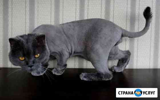 Стрижка кошек) Сочи