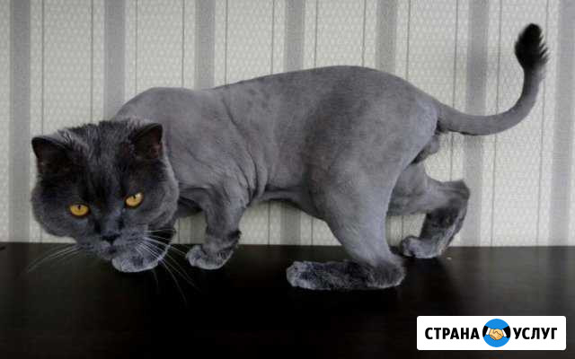 Стрижка кошек) Сочи - изображение 1