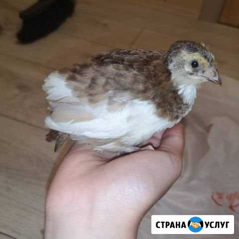 Орнитолог врач для перепелов Поварово - изображение 1