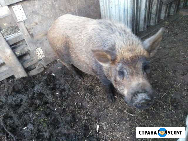 Случка Лысьва - изображение 1