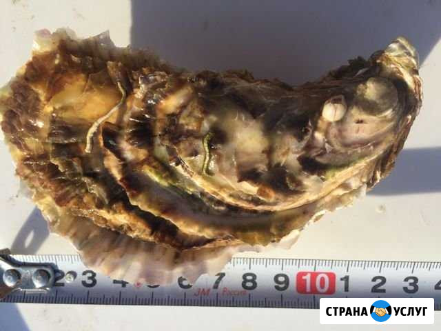 Устрицы и мидии живые Евпатория - изображение 1