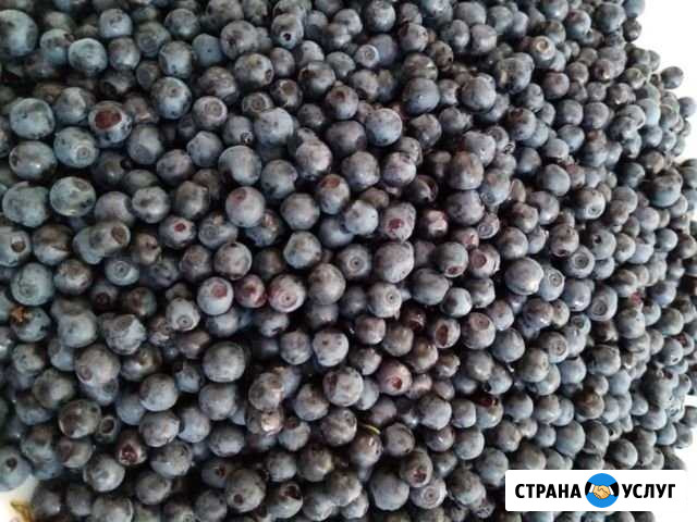 Сбор ягод на заказ Балашиха - изображение 1