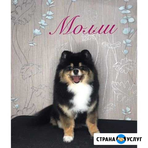 Профессиональная стрижка кошек и собак Иваново - изображение 1