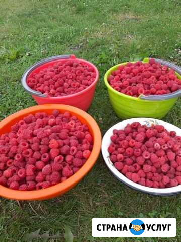 Продам ягоду малину Кемерово - изображение 1