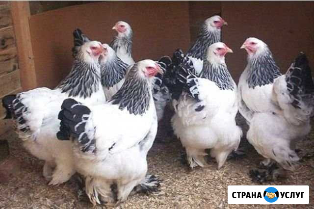 Своя Ферма.Предлагаем мясо, яйца, сыр Абадзехская - изображение 1