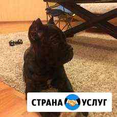 Кастрация, стерилизация, уз чистка Москва