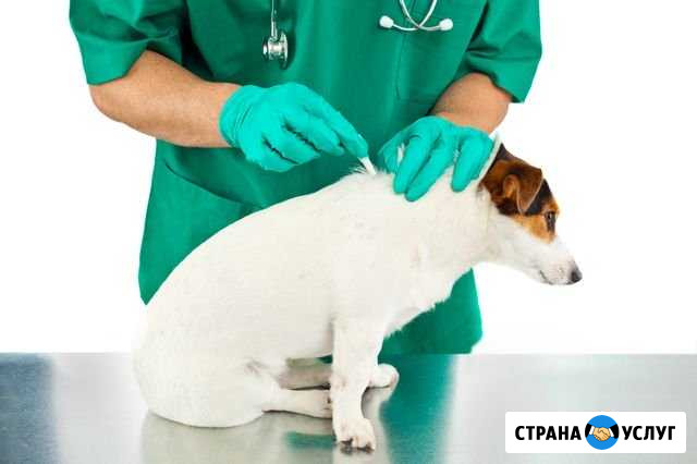Усыпление животных и вывоз на кремацию Одинцово - изображение 1