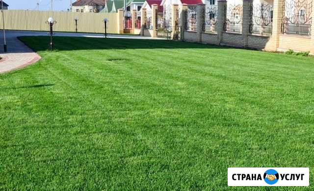 Посев, укладка газона под ключ. Озеленение Раменское - изображение 1