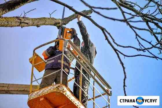 Спил деревьев Новороссийск