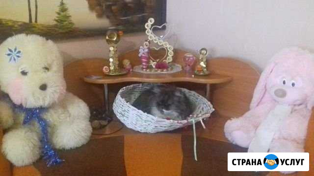Кошачья передержка Нерюнгри - изображение 1