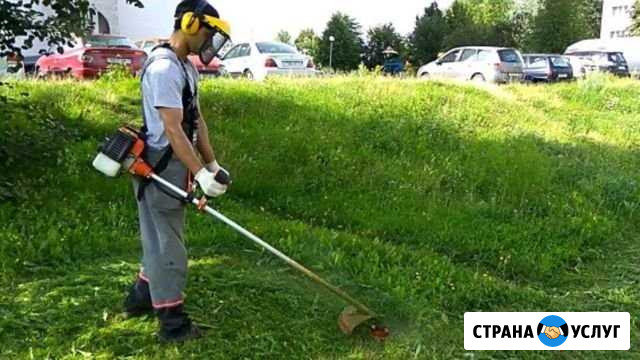 Спилить дерево. Скосить траву. Вывезти мусор. Демо Ярославль - изображение 1