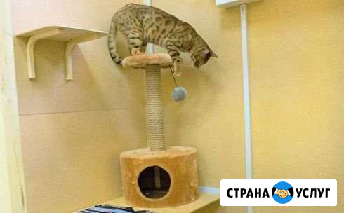 Отель для домашних животных Кемерово - изображение 1
