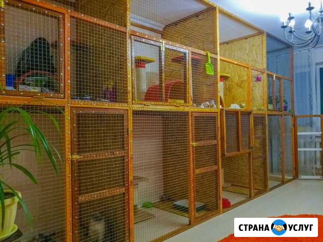 Гостиница для кошек Ставрополь - изображение 1