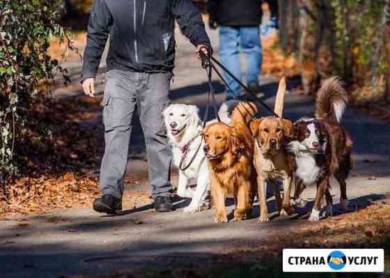 Выгул собак Сургут