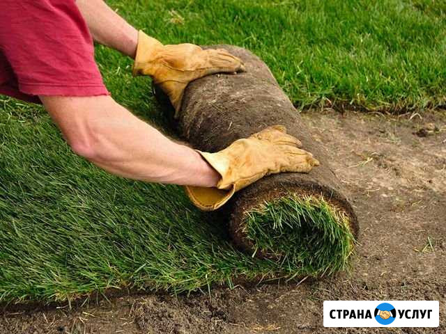 Укладка рулонного газона и посев Старотимошкино - изображение 1