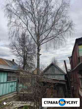 Спил дерева Заокский