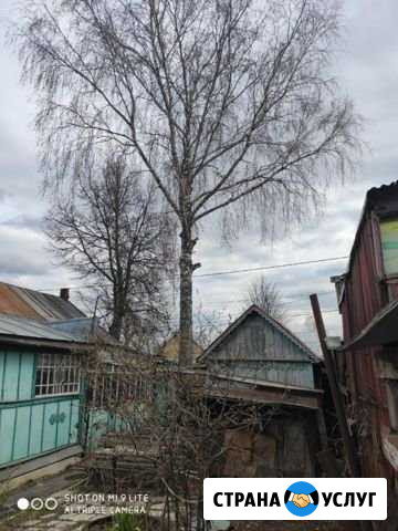 Спил дерева Заокский - изображение 1