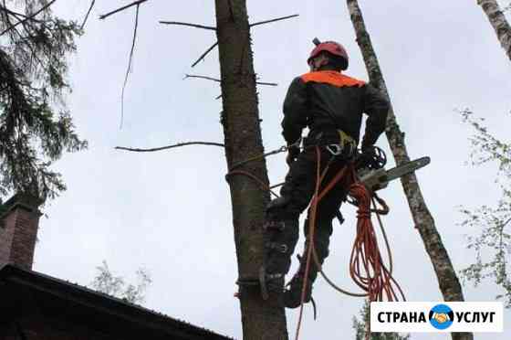 Обрезка и валка деревьев Ливны