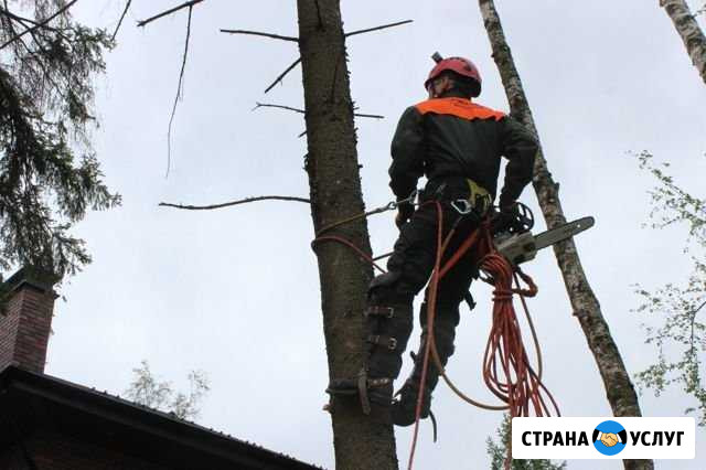 Обрезка и валка деревьев Ливны - изображение 1
