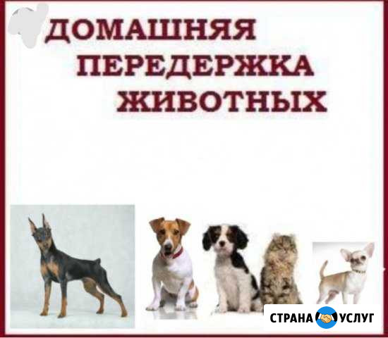 Передержка животных Благовещенск - изображение 1