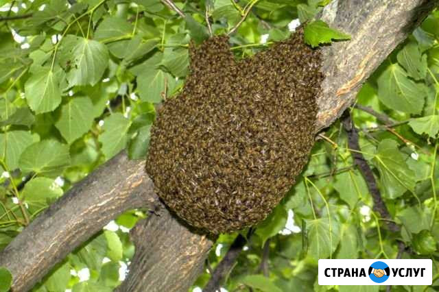 Сниму рой пчел для себя или для вас Лысково - изображение 1