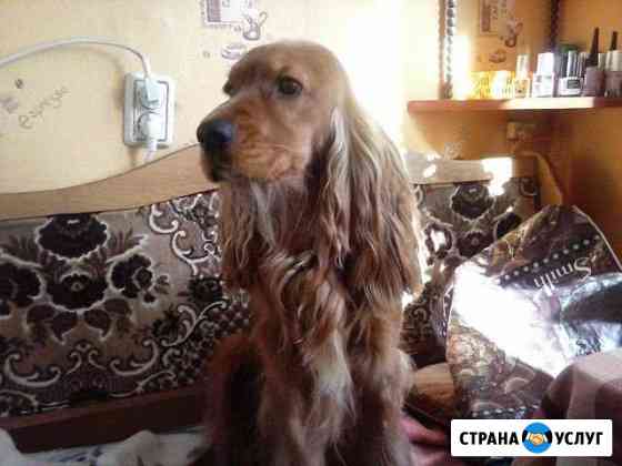 Спаниель вязка Белгород