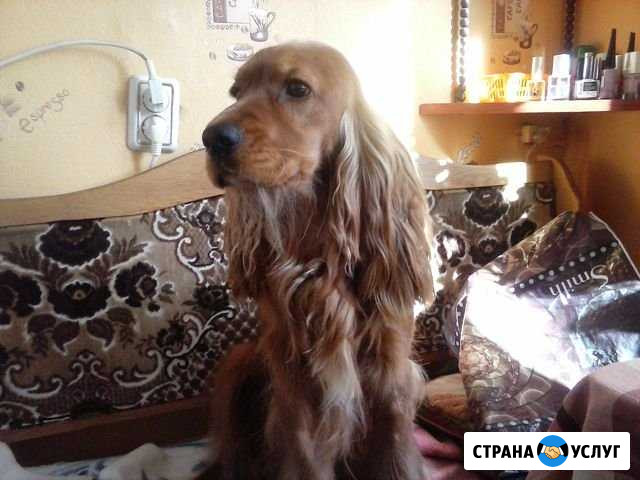 Спаниель вязка Белгород - изображение 1