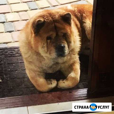 Собаки Симферополь - изображение 1