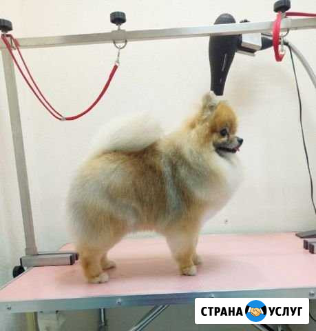 Стрижка собак и кошек Череповец - изображение 1
