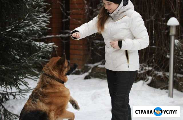 Дрессировка собак Видное - изображение 1