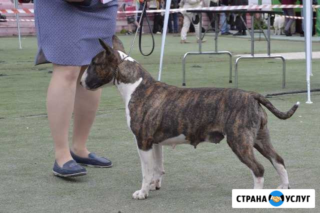 Уход и выставление собак и кошек Ессентуки - изображение 1
